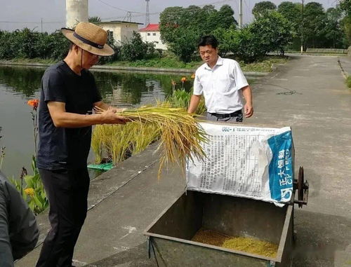 震惊 水上真的可以种水稻