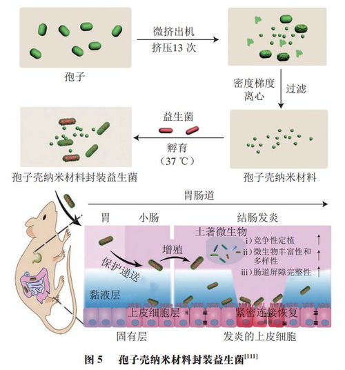 食品科学 中国农业大学李媛教授等 提高益生菌耐加工贮藏稳定性和体内存活率的递送系统研究进展
