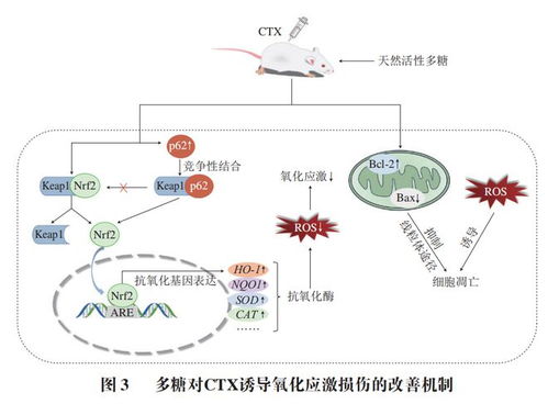 食品科学 河北农业大学郭明珠副教授等 多糖的精制及环磷酰胺减毒增效机制研究进展